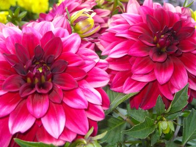 Beautiful beautiful flowers bloom