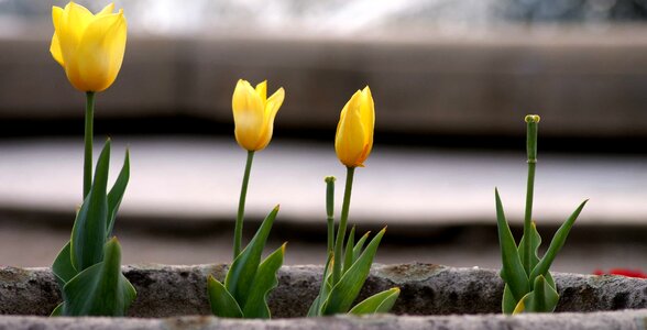 Beautiful Flowers bloom blooming photo