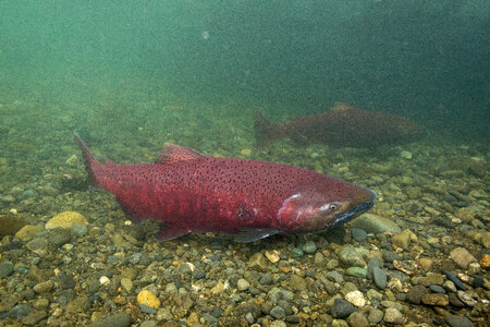 Chinook salmon-4