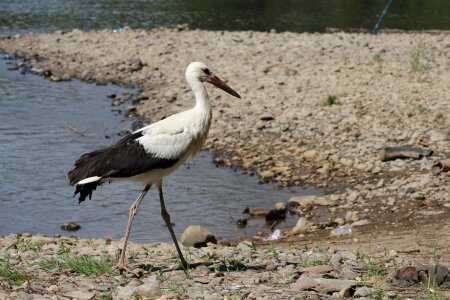 Tall long legs