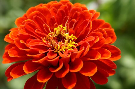 Flower orange flower garden photo