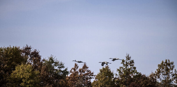 Three Cranes Flying over the trees photo