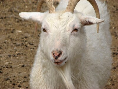 Goat animal farm photo