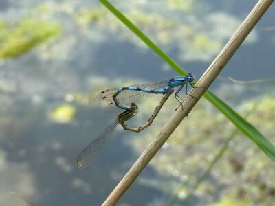 Water nature animal