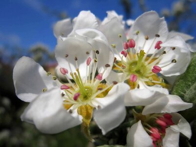 Beautiful Flowers blooming blossom