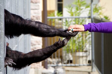 Zoo feeding contact