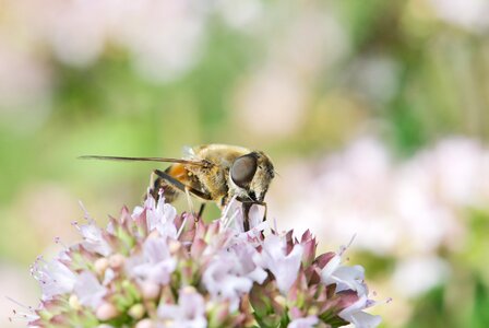 Adult flower feeding