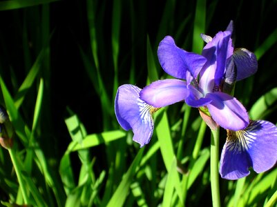 A garden plant garden flowers photo