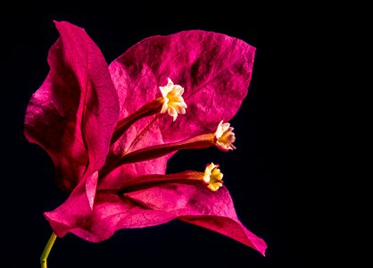 Flower pink bougainville photo