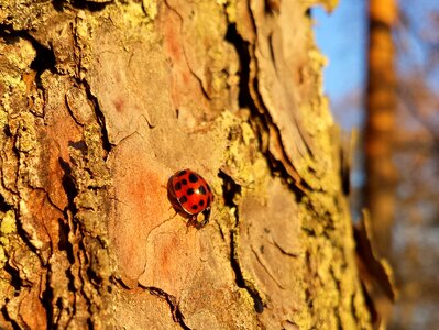 Beetle forest tree photo