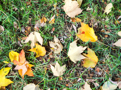 Fall Leaves on Grass photo