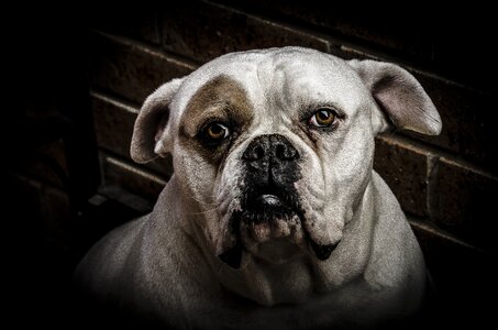 Dogs clarity sharp