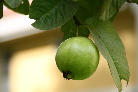 Edible plants trees photo