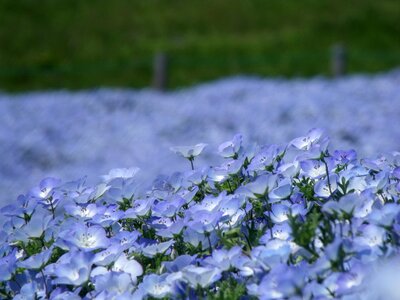 Blue flowers plant