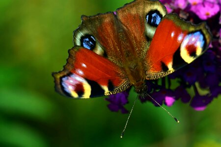 Animal arthropod beautiful