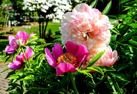 Arrangement beautiful beautiful flowers