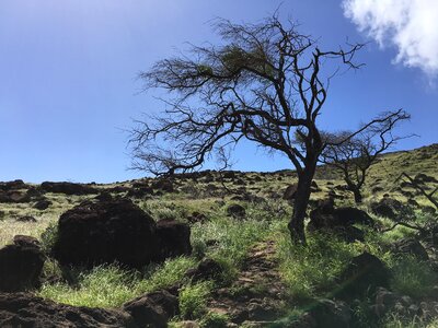 Lahaina Pali Trail Maui, Hawaii photo