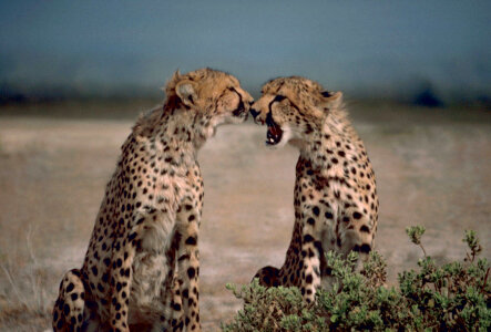 Two cheetahs photo
