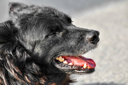 Animal shepherd dog portrait photo