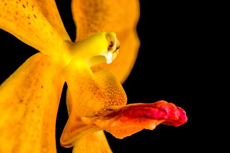 Blossom bloom orange