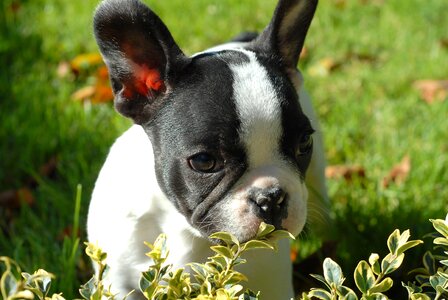 Grass small dog