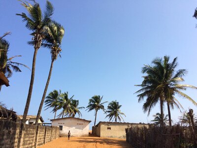 Cityscape trees coconut photo