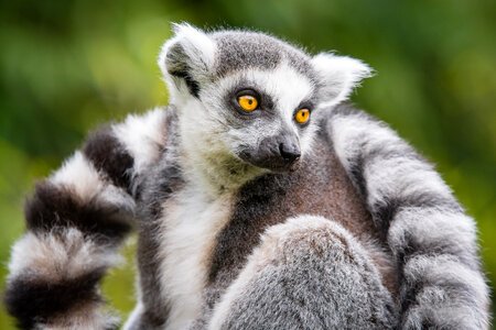 Ring tailed Lemur photo