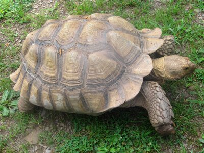 Slow animal wildlife