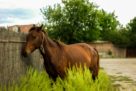 Brown Horse Standing in Grass Next to a Fence photo