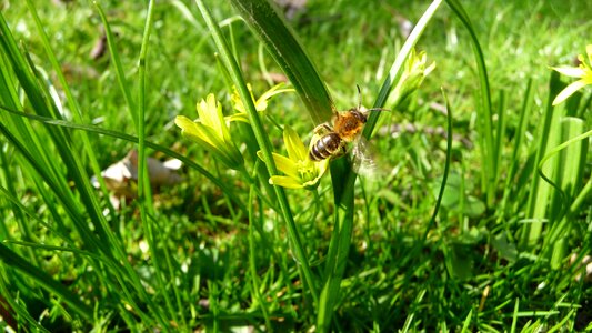 Honeybee pollination pollinate photo