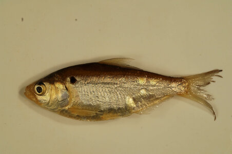 Dorosoma petenense