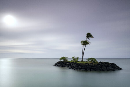 Palm Tree on a Small Island photo