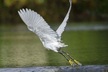 Animal avian beak photo