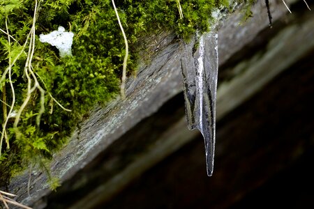 Icicle moss winter photo