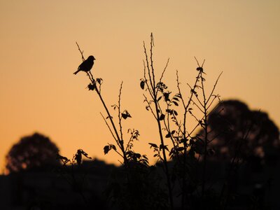 Birds eventide twilight