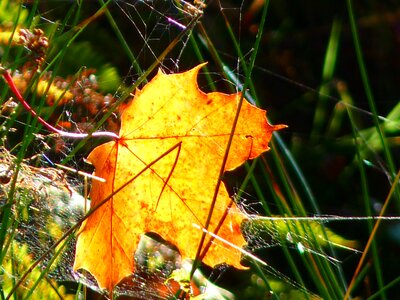 Yellow maple leaf nature