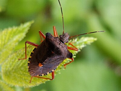 Brown macro ledenice