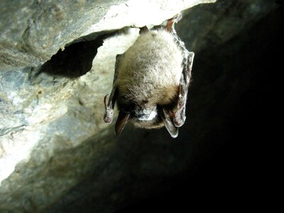Brown brown bat cave photo