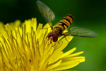 Animal arthropod beautiful flowers