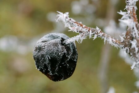 Frost tree winter photo