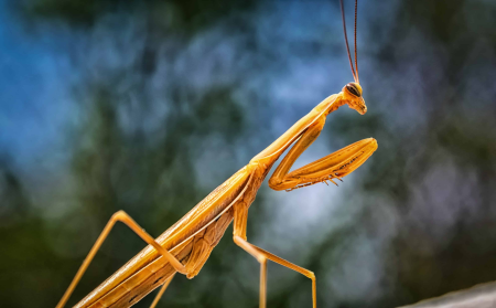 Animal arthropod beautiful photo