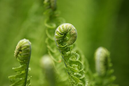 Roll out forest fiddlehead photo