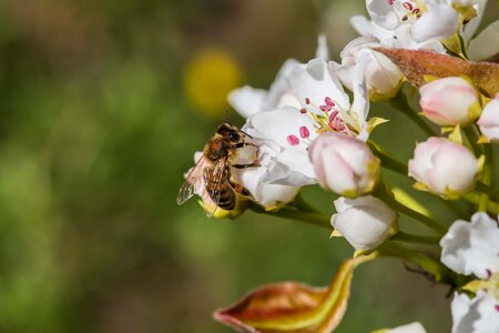 Bee honeybee insect photo