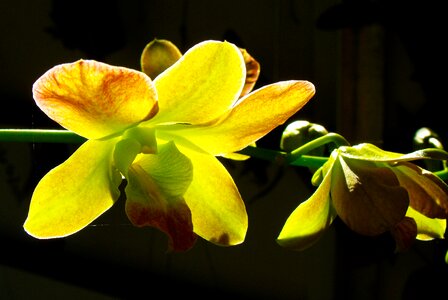 Blossom bloom transmitted light