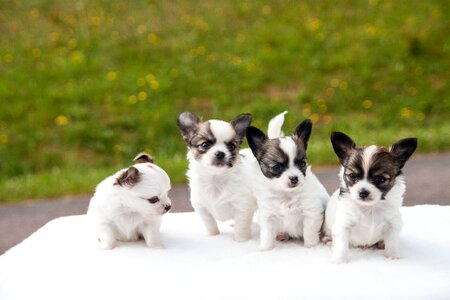 Dogs white pets photo