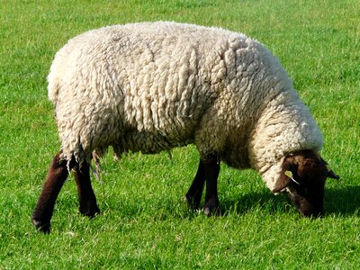 Rhön sheep dike meadow photo