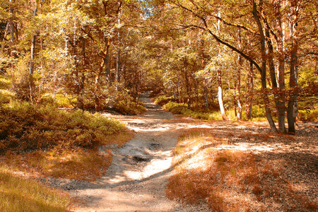 Autumn Woods photo