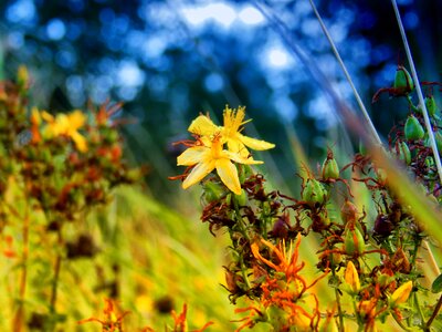 Agriculture beautiful flowers bloom