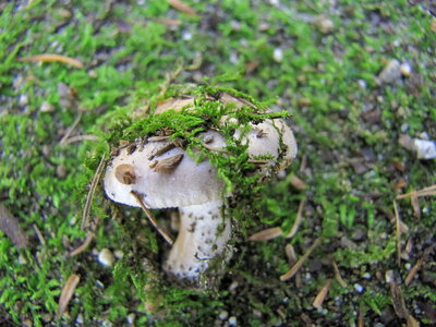 Forest mushroom in the grass photo