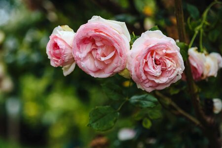 Pinkish roses three photo